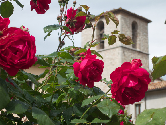 Visso, Roses and St. Francis Church
