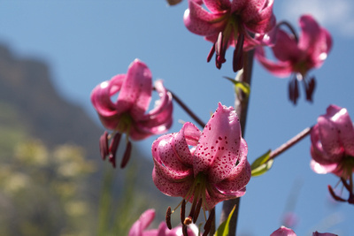 Alpine flowers in Valle Maurin  • Alpenblumen im Valle Maurin