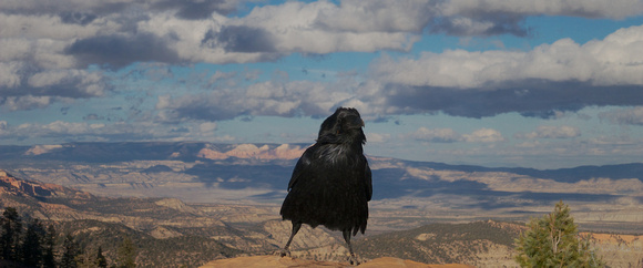 The Raven, Bryce Canyon