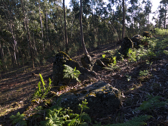Eucalyptus forests in the vicinity of Pedra Furada and Barcelos
