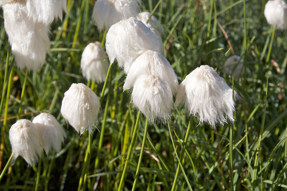 Wollgras  •   Alpine cotton grass