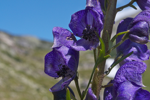 Eisenhut im Val Strem • Aconite, Val Strem